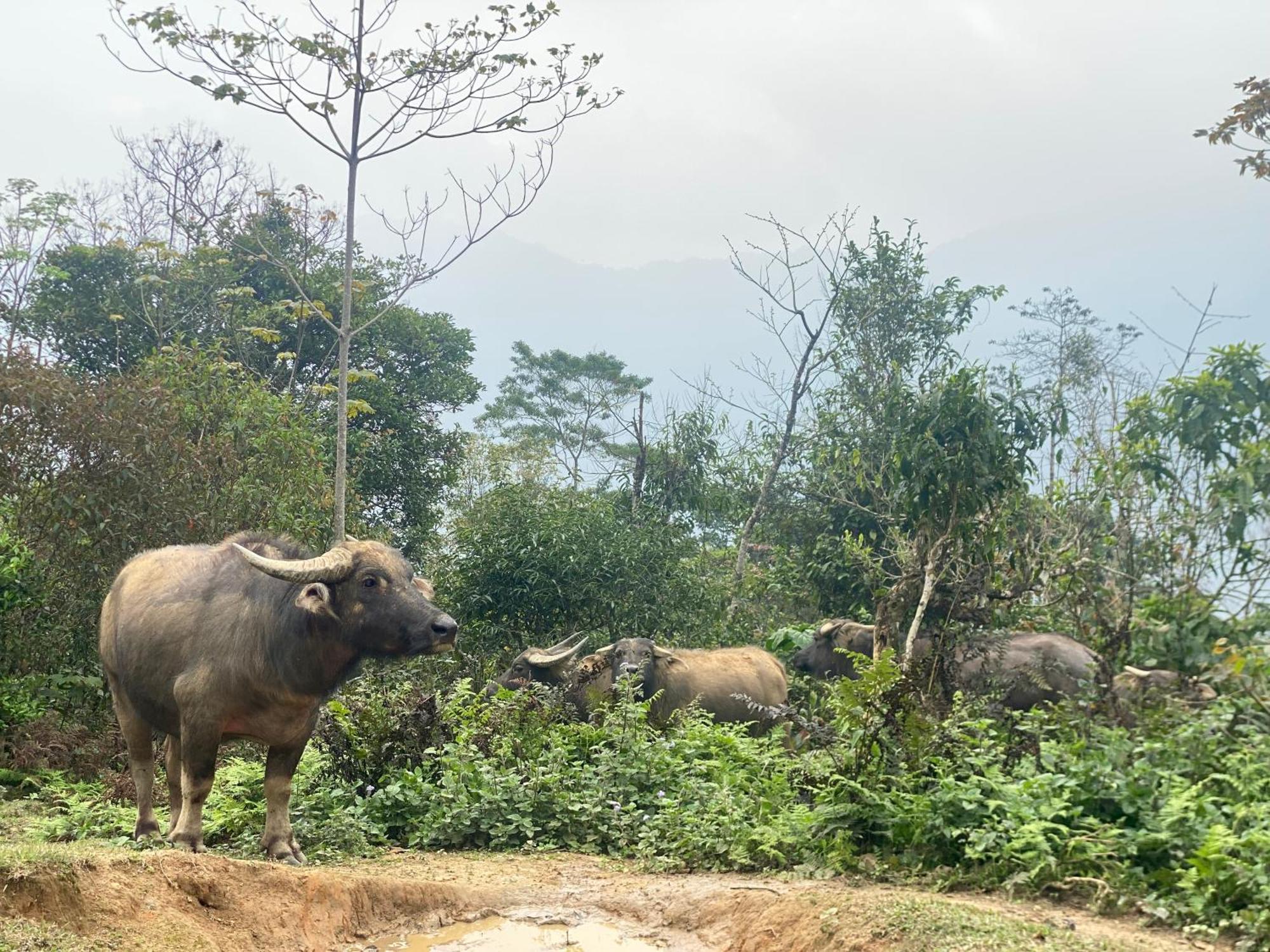 Bikki'S Jungle Homestay Ha Giang Exterior photo